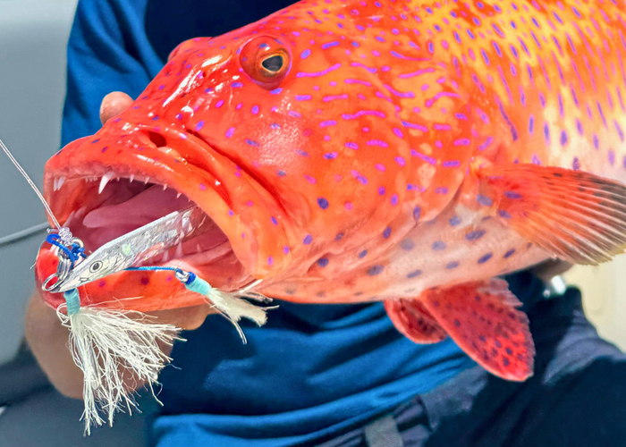 Red Sea Jigging Guide: How to Choose the Right Jig, Depth & Technique