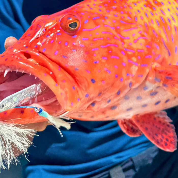 Red Sea Jigging Guide: How to Choose the Right Jig, Depth & Technique