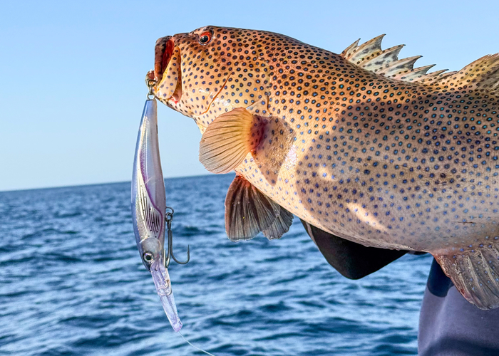 Beginner fishing in the Red Sea Egypt