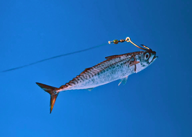 Live Bait