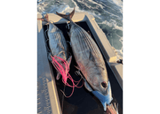 LURE US IN REAPER RIG (EXTRA LARGE) - BARE Transparent Red Terminal Tackle - Eprofishing Egypt