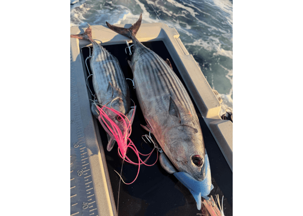 LURE US IN REAPER RIG (EXTRA LARGE) - BARE Transparent Red Terminal Tackle - Eprofishing Egypt