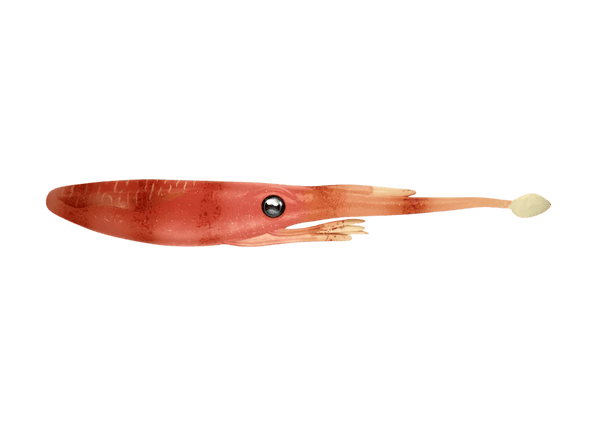 Nomad Jerksquid Jerkshad - Live Ops 10.2cm / 5 pack Lure - Eprofishing Egypt