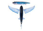 NOMAD SLIPSTREAM FLYING FISH 200 mm / 140 g Stickbaits - Eprofishing Egypt