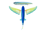 NOMAD SLIPSTREAM FLYING FISH 200 mm / 140 g Stickbaits - Eprofishing Egypt