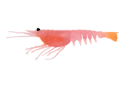 Nomad Switcher Shrimp - Live Ops 8.9cm / 5 pack Lure - Eprofishing Egypt