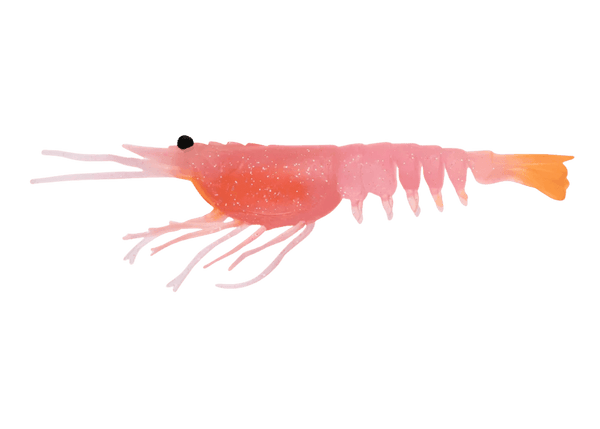 Nomad Switcher Shrimp - Live Ops 8.9cm / 5 pack Lure - Eprofishing Egypt