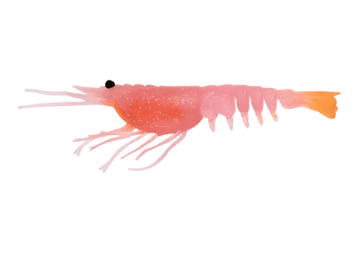 Nomad Switcher Shrimp - Live Ops 8.9cm / 5 pack Lure - Eprofishing Egypt