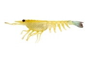 Nomad Switcher Shrimp - Live Ops 8.9cm / 5 pack Lure - Eprofishing Egypt