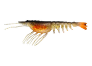Nomad Switcher Shrimp - Live Ops 8.9cm / 5 pack Lure - Eprofishing Egypt