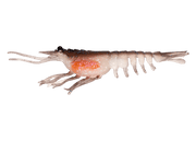 Nomad Switcher Shrimp - Live Ops 8.9cm / 5 pack Lure - Eprofishing Egypt