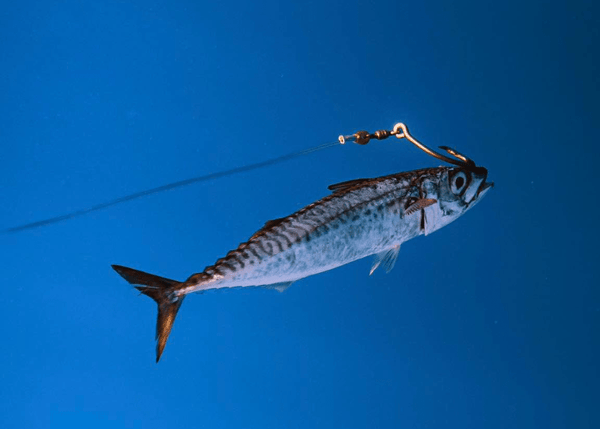 VMC 8386 - Circle Tuna 360° 3/0 - 5 Hook - Eprofishing Egypt